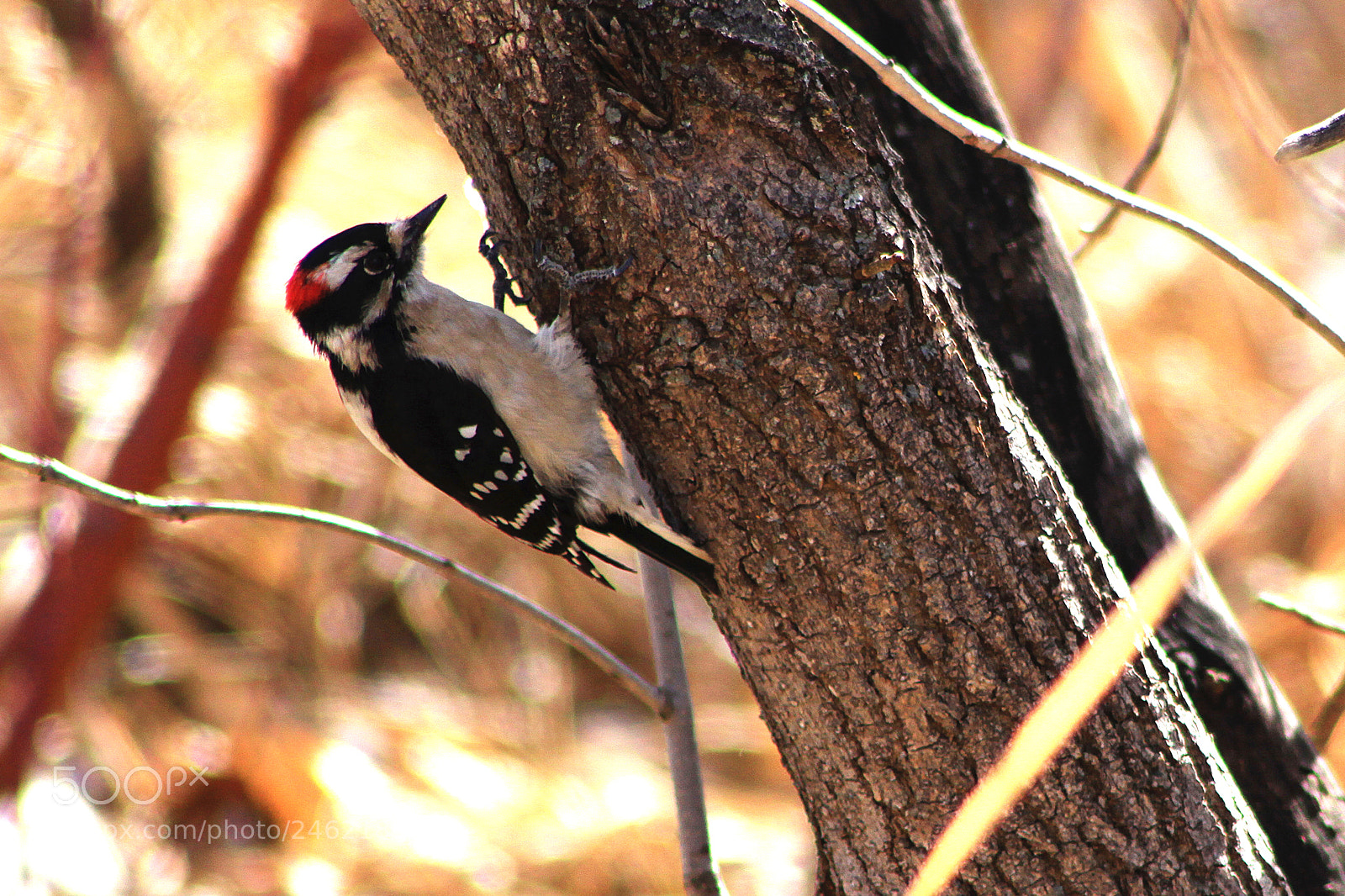 Canon EOS 50D sample photo. Male downy woodpecker photography