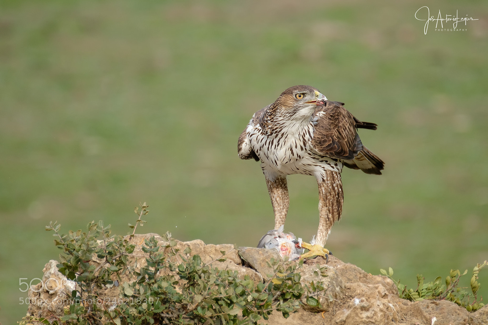 Fujifilm X-T2 sample photo. Aguila perdicera photography