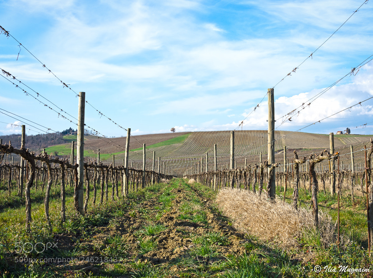Nikon D7200 sample photo. Rows in winter photography