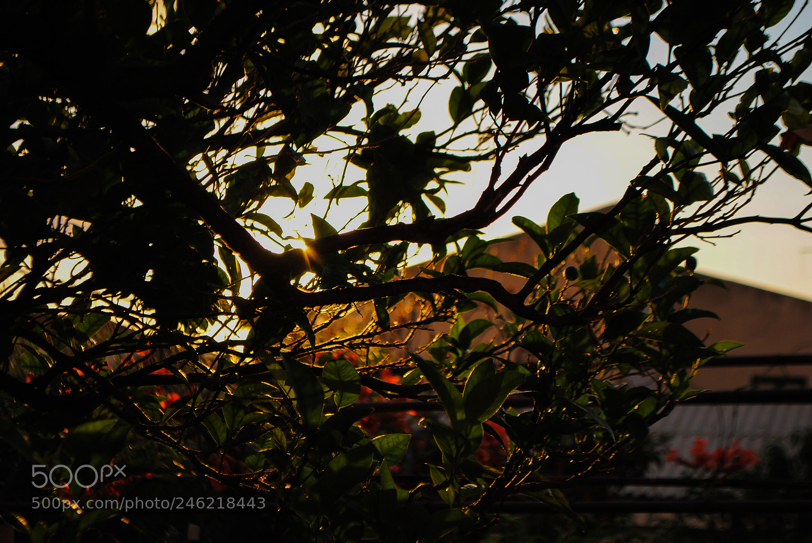 Nikon D3000 sample photo. Orange sun photography