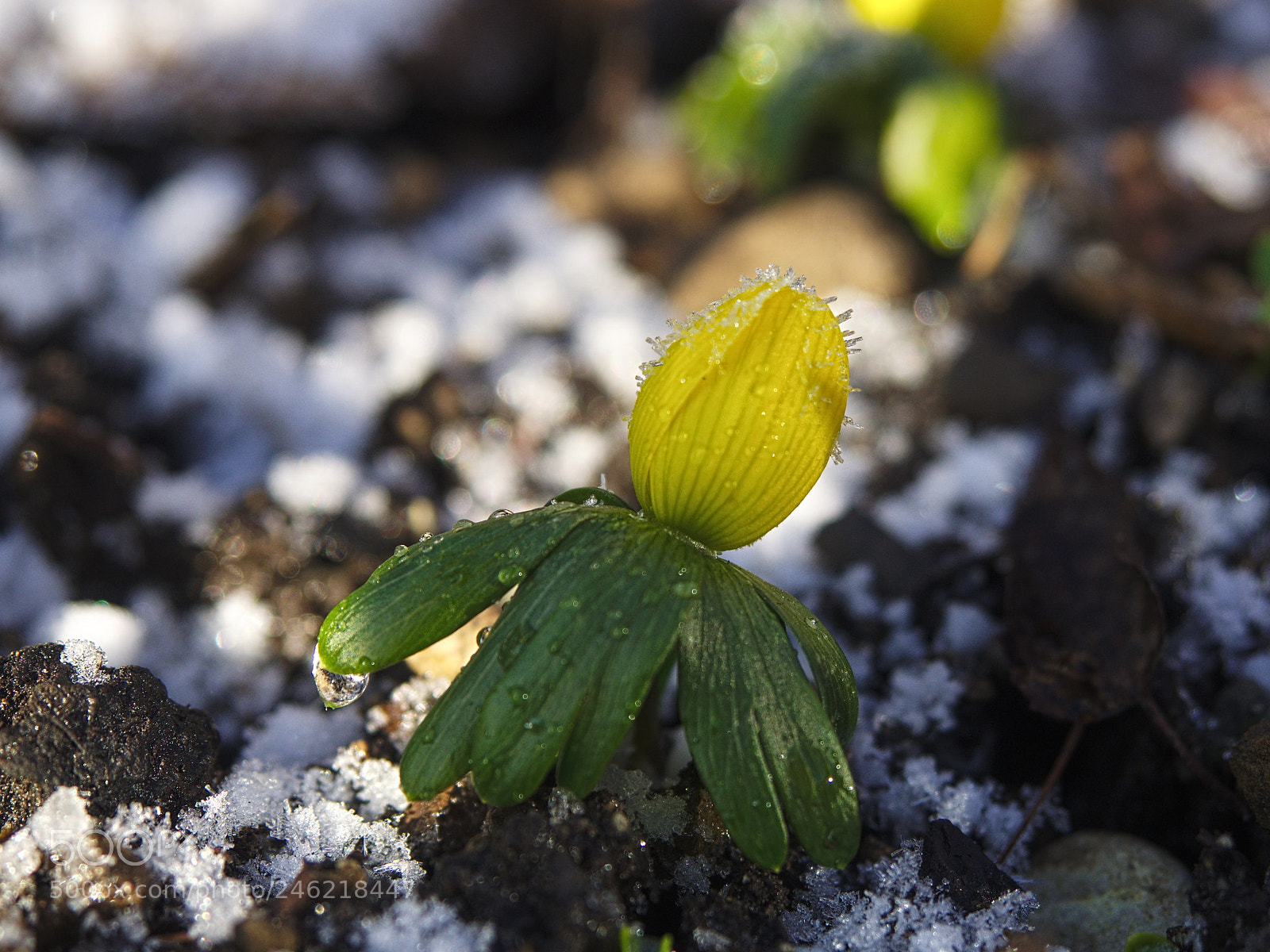 Olympus PEN E-PL5 sample photo. Frost covered photography