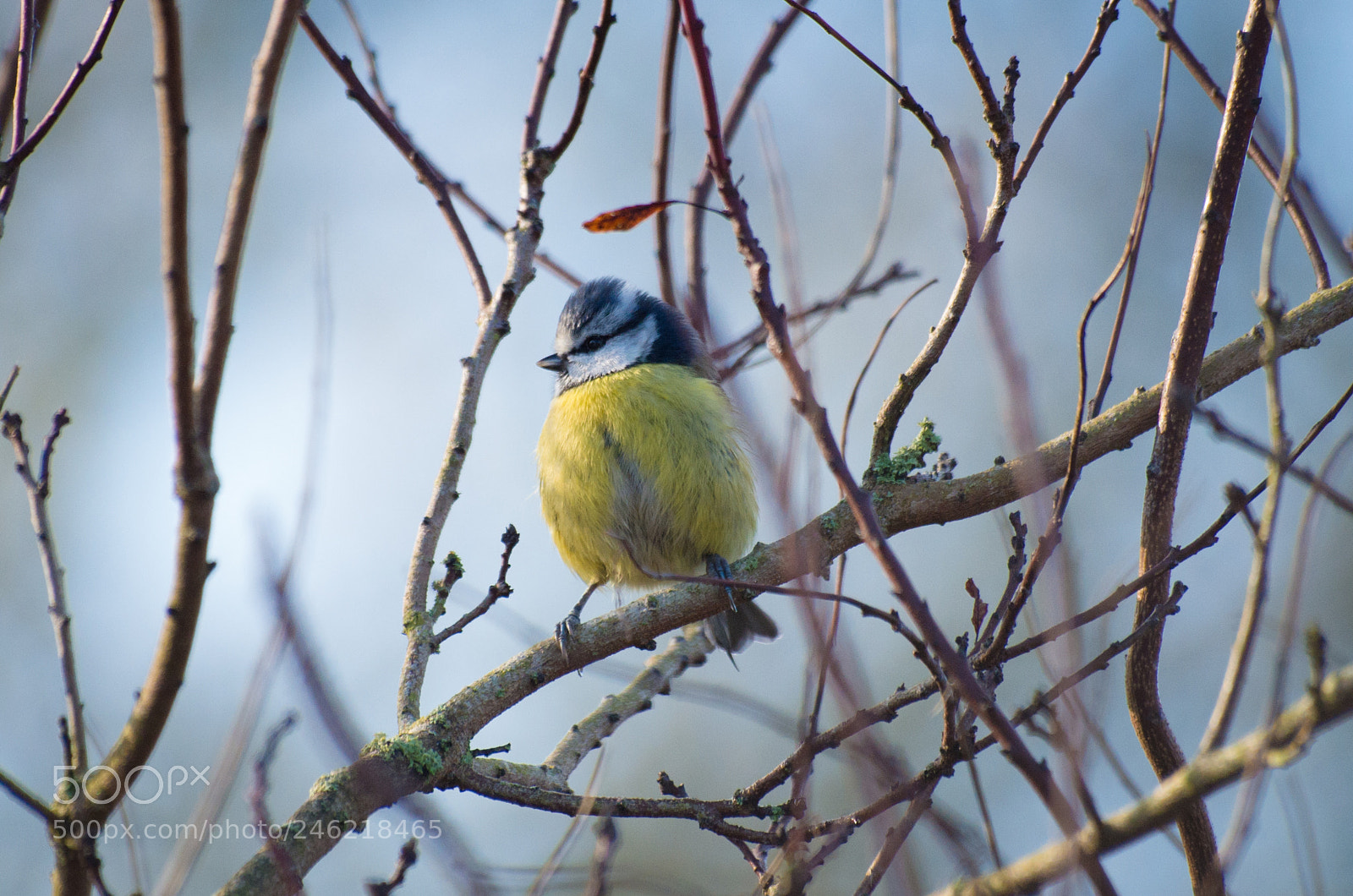 Pentax K-30 sample photo. Another blue tit photography