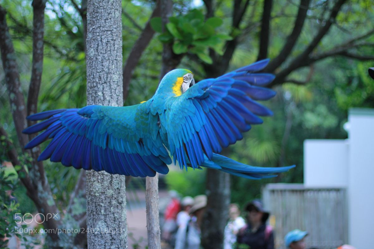 Canon EOS 60D + Canon EF 50mm F1.8 STM sample photo. Bird in flight photography