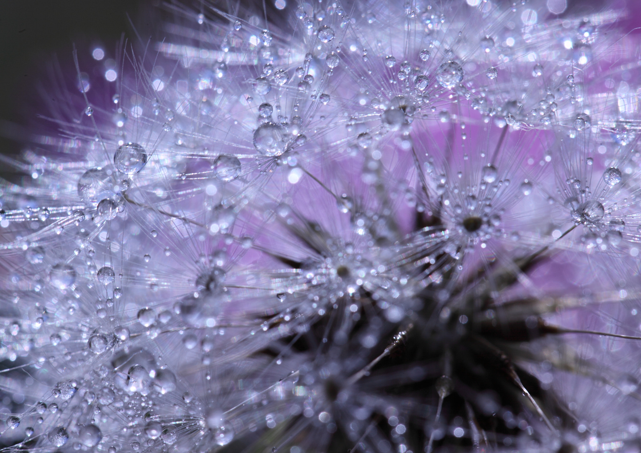 Canon EF 100mm F2.8L Macro IS USM sample photo. Shine photography