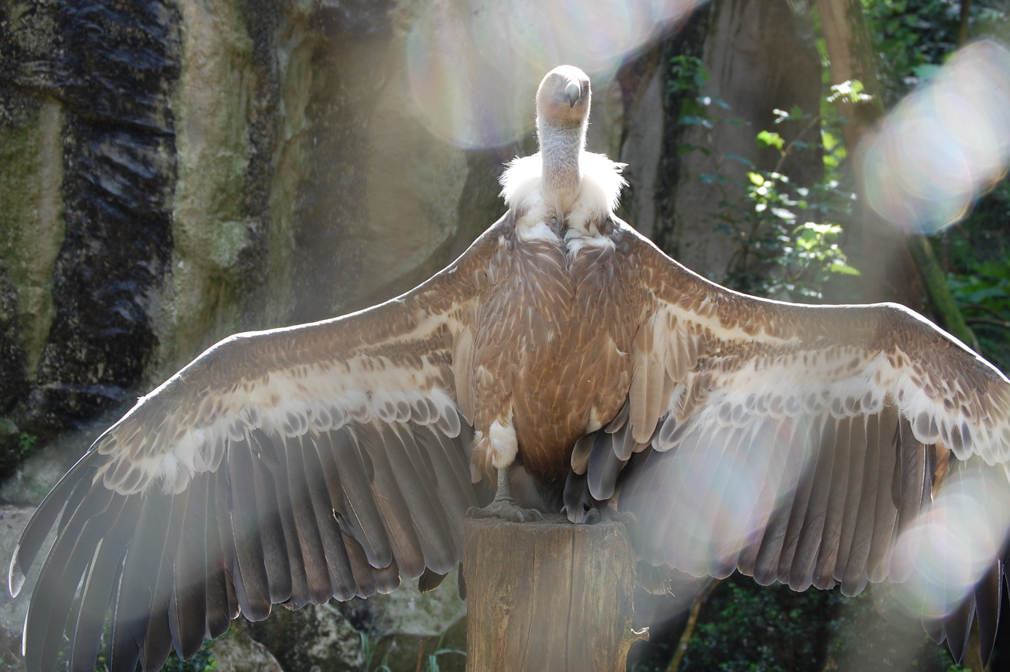 Nikon D40 sample photo. Vulture photography