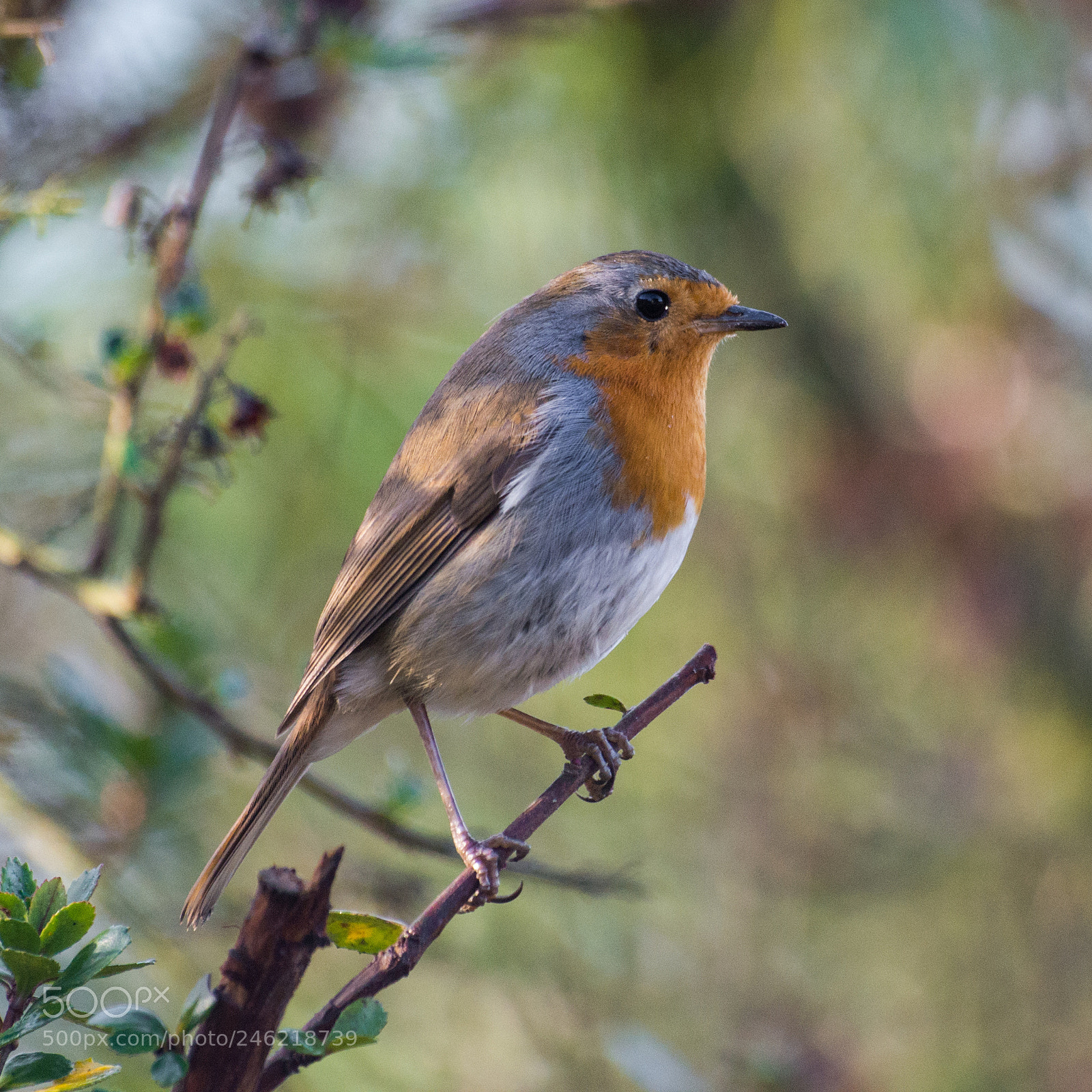 Pentax K-30 sample photo. Lovely robin photography