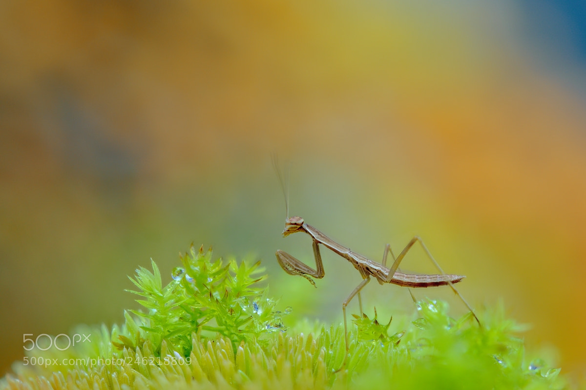 Nikon D800E sample photo. 小螳螂 photography