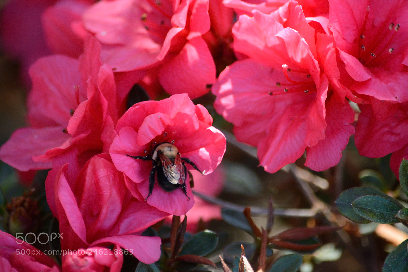 Nikon D7100 sample photo. Harvest photography