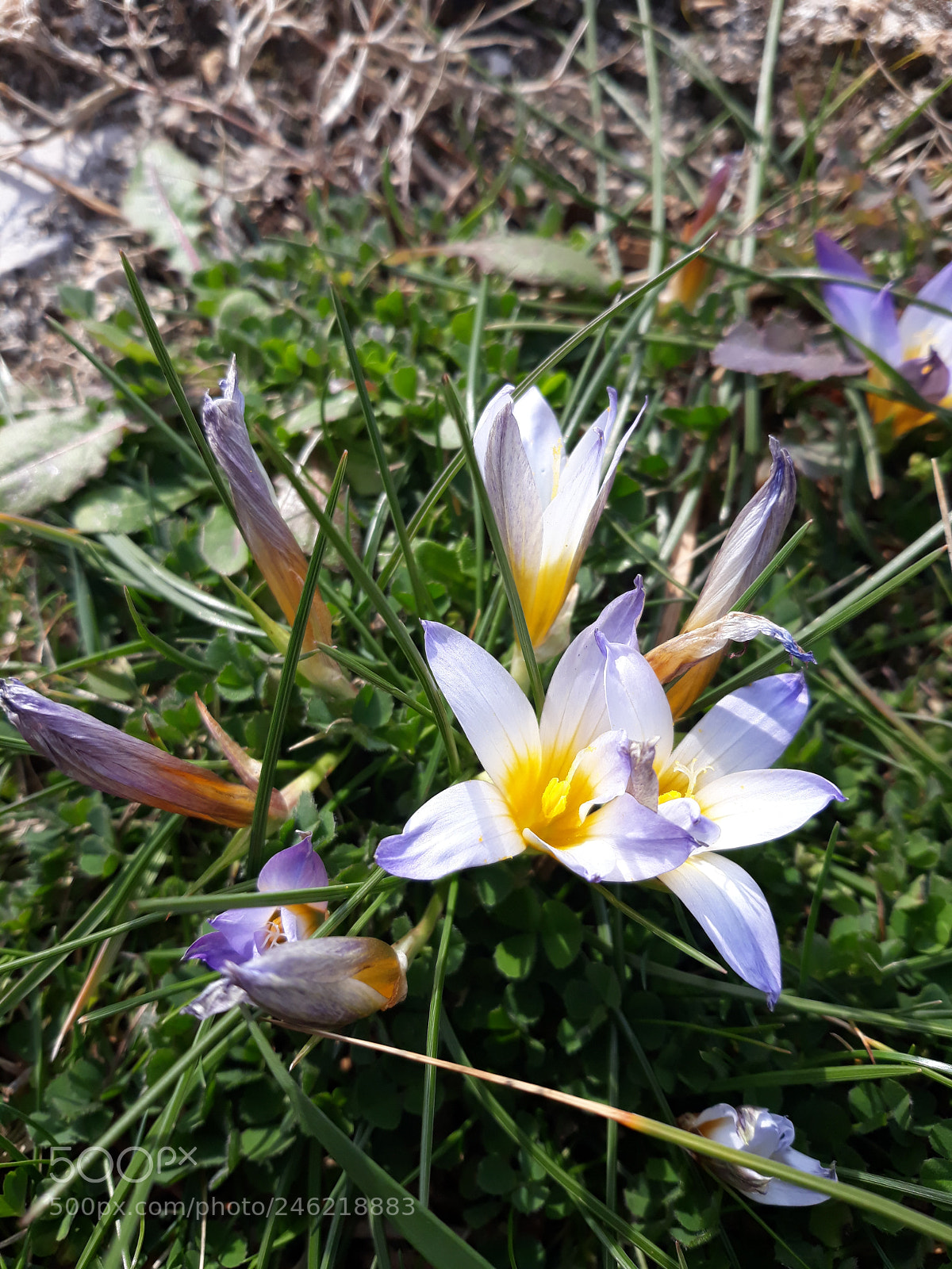 Samsung Galaxy J7 sample photo. Mali znakovi proljeca photography