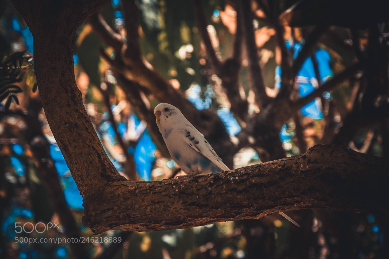 Nikon D7200 sample photo. Waiting for the one ? photography