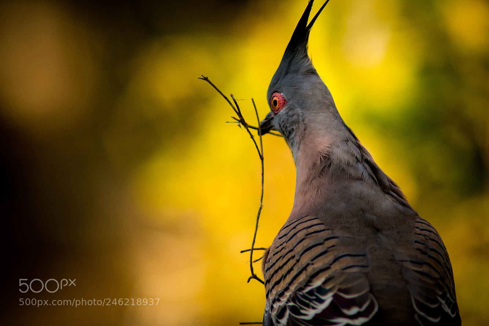 Nikon D7100 sample photo. Pigeon building nest photography