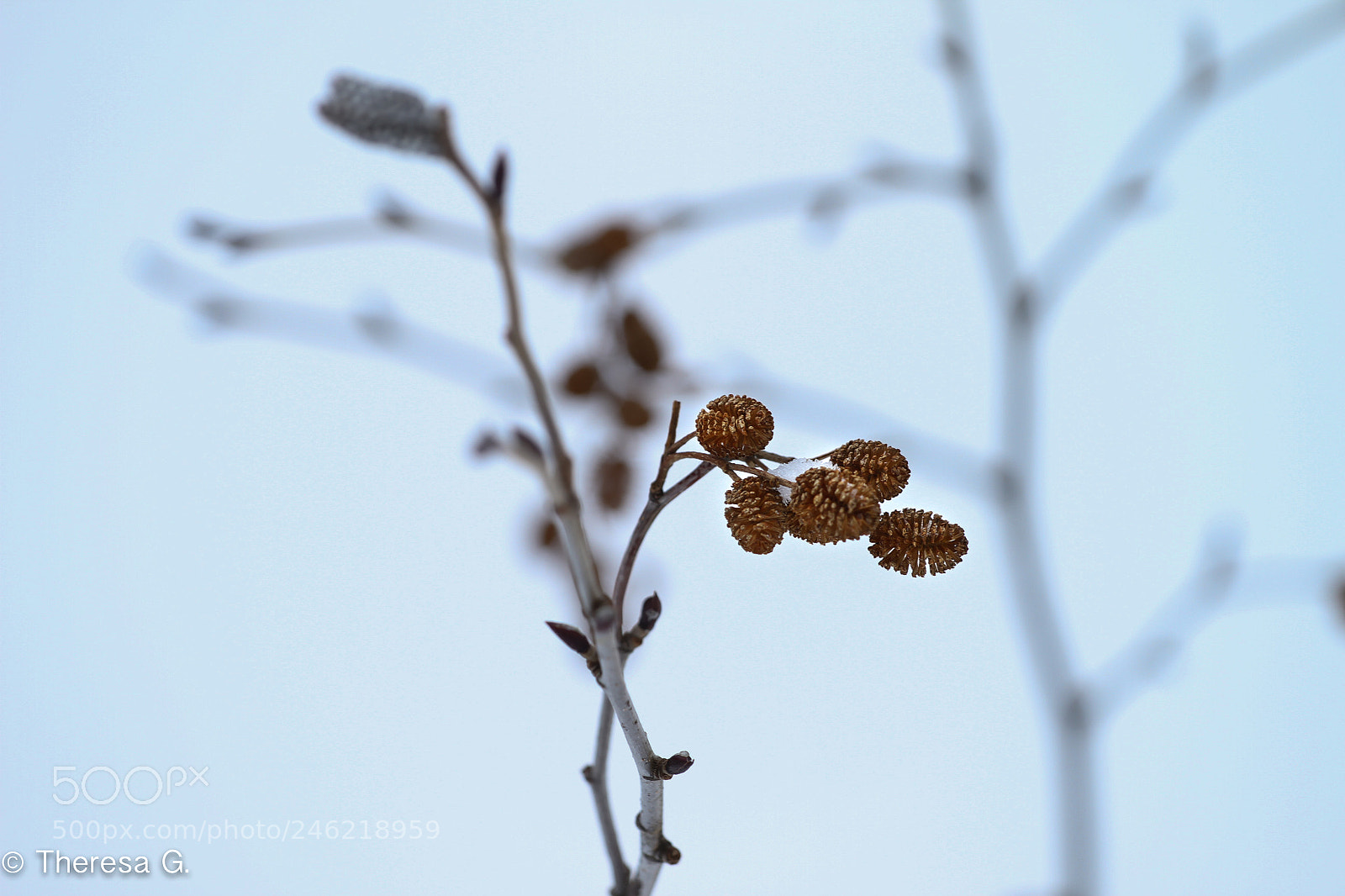 Canon EOS 7D sample photo. Frozy moment.. (winter 2018) photography