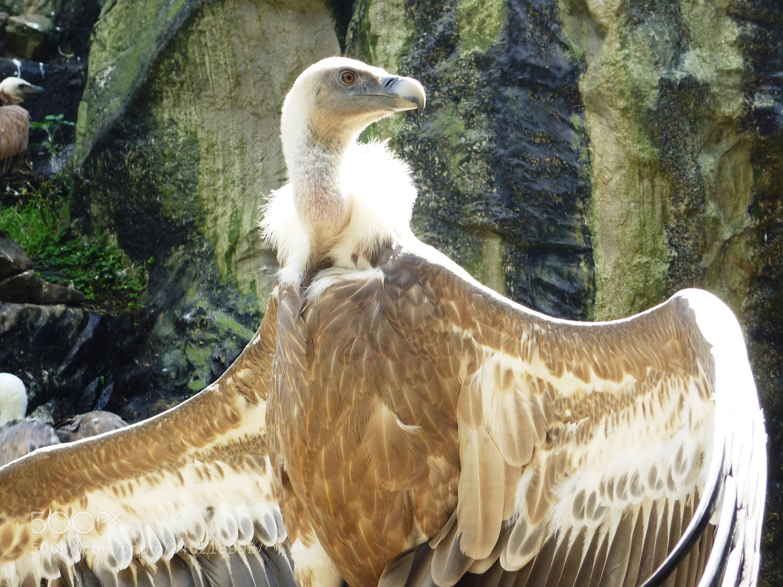 Panasonic Lumix DMC-FS6 sample photo. Vulture photography