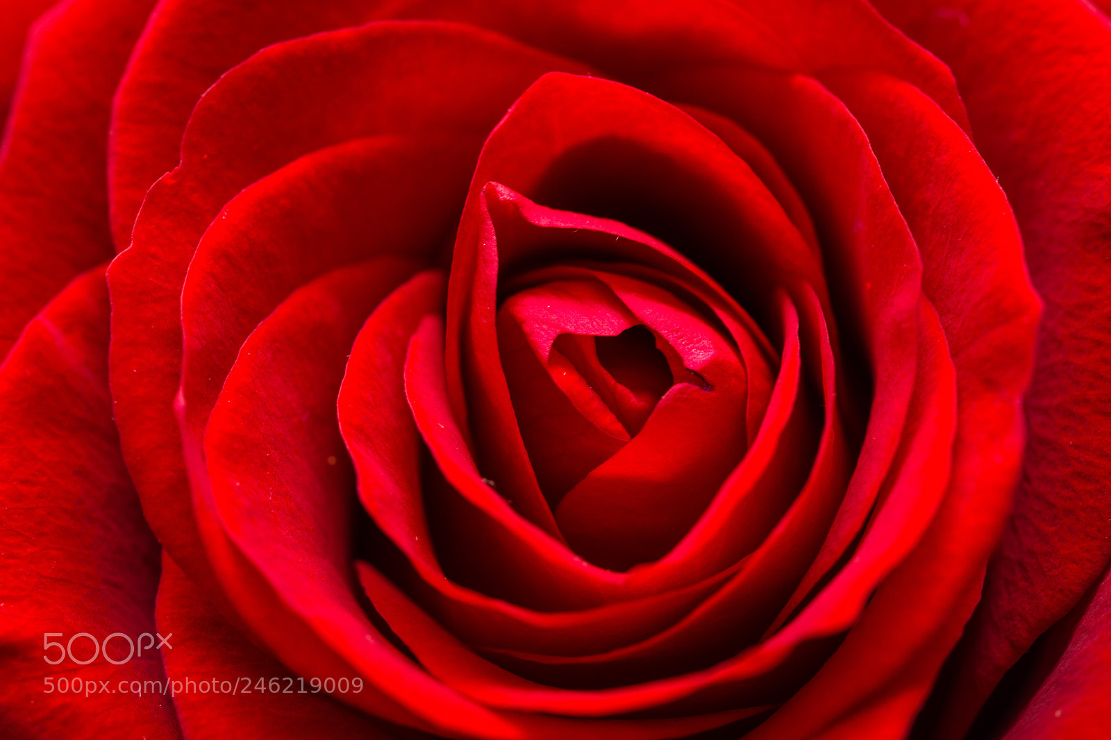 Nikon D7200 sample photo. Rote schönheit photography