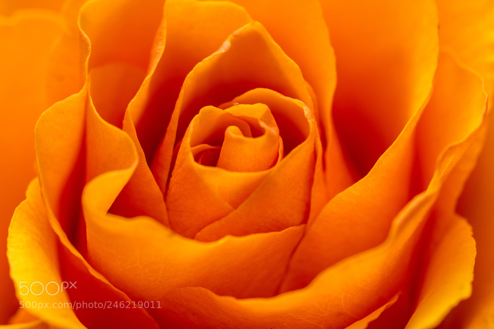 Nikon D7200 sample photo. Das blattlaus-universum photography