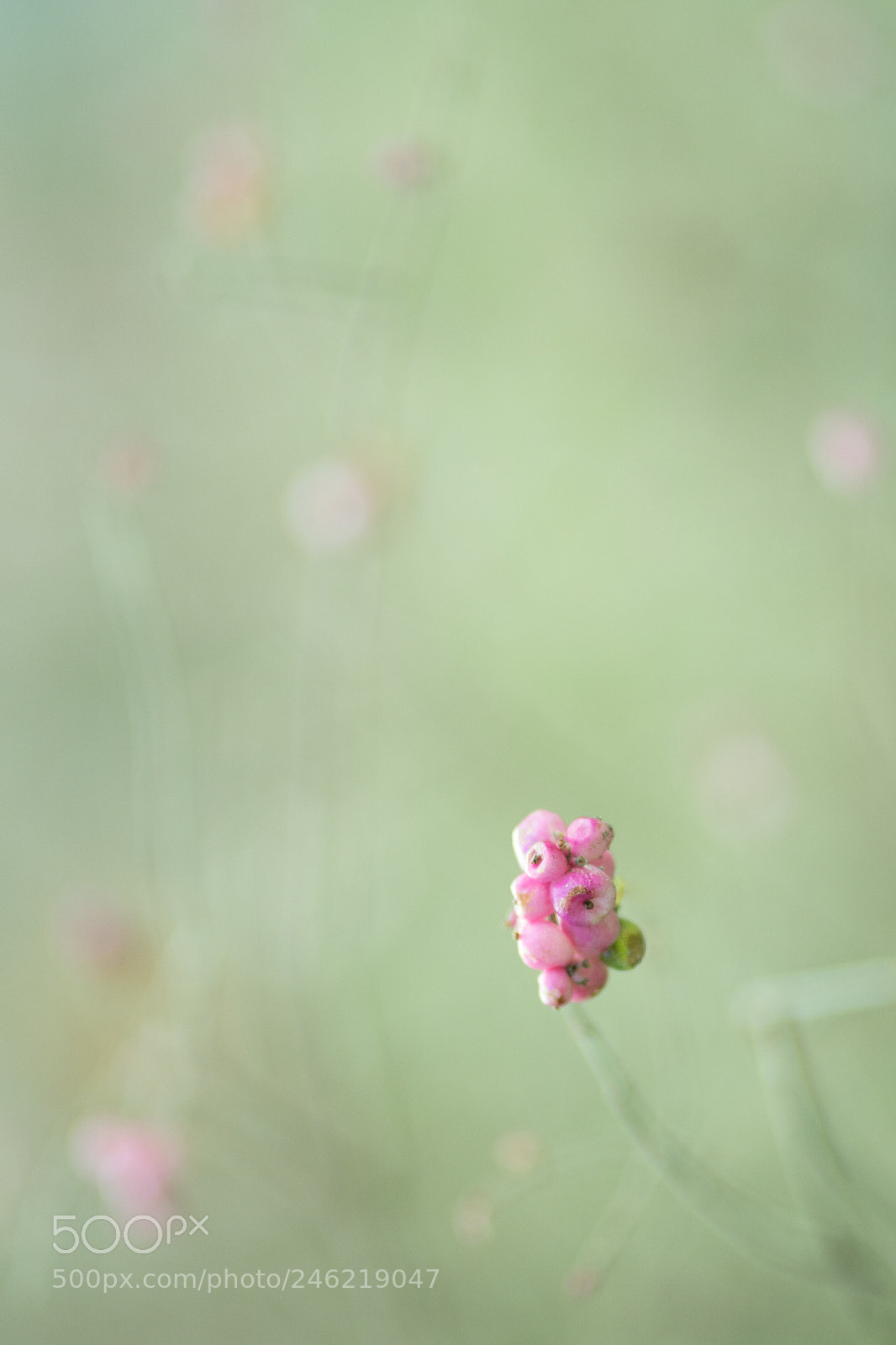 Sony a6500 sample photo. Pink touch photography