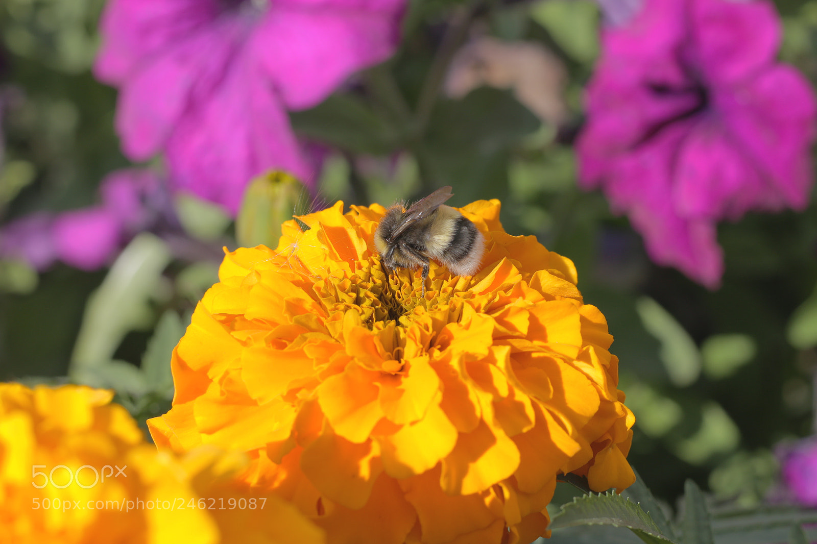 Canon EOS 70D + Canon EF 50mm F1.8 STM sample photo. A bumblebee is on photography