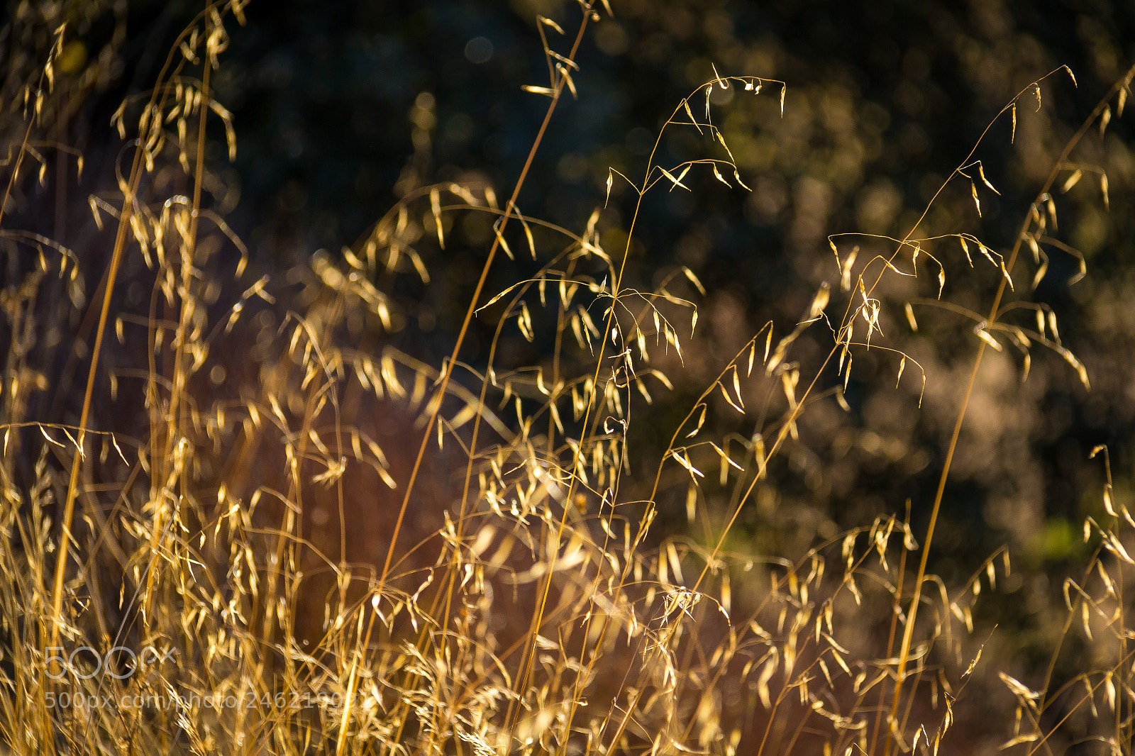 Canon EOS 600D (Rebel EOS T3i / EOS Kiss X5) sample photo. Nature in seville photography
