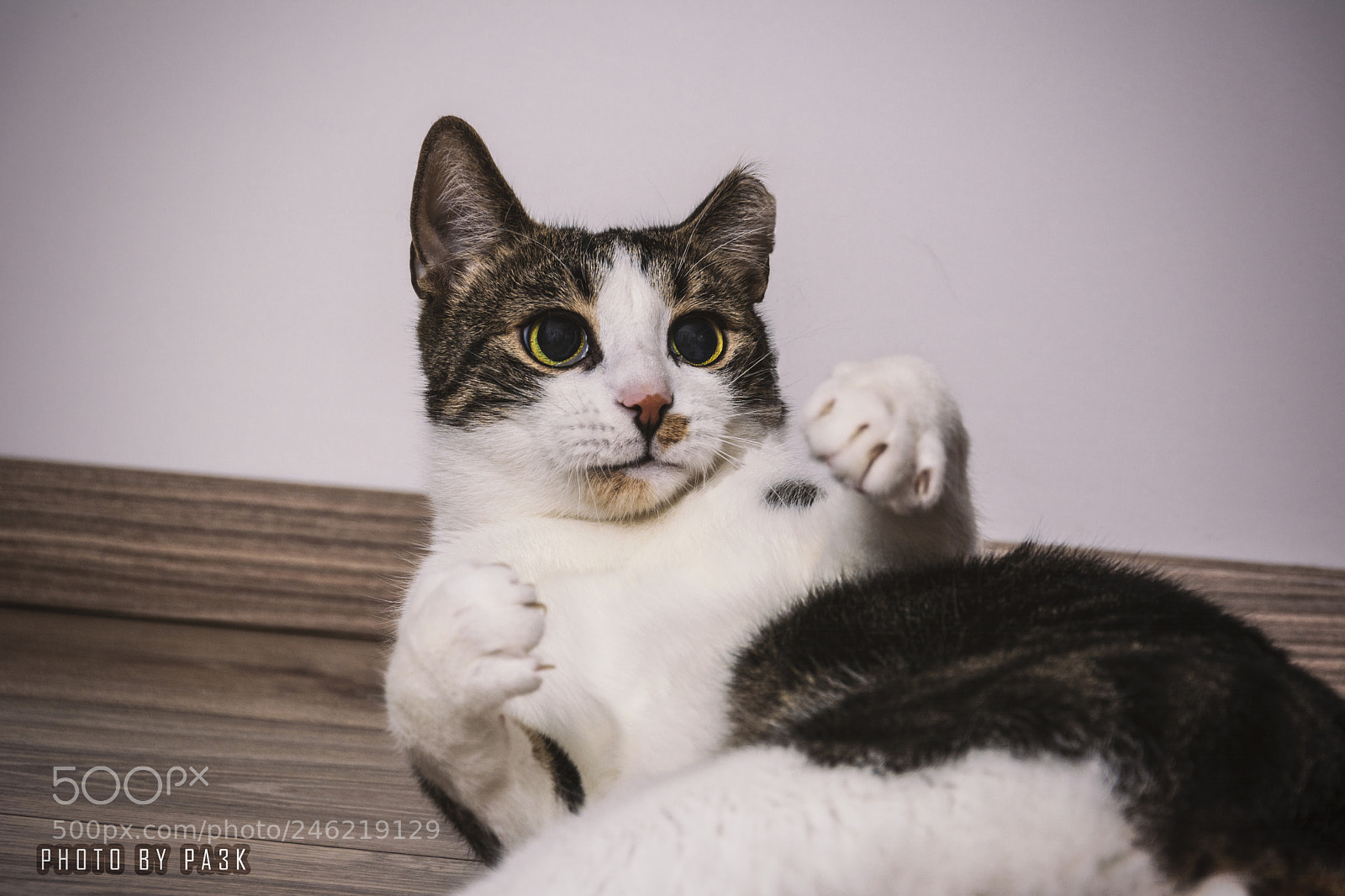 Nikon D5200 sample photo. Sweet tomcat muro photography