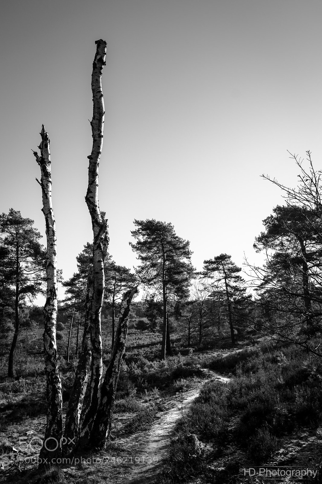 Nikon D7100 sample photo. Bare birch photography