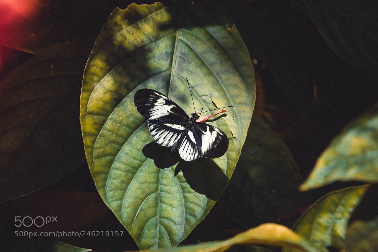 Nikon D7200 sample photo. Butterfly.. photography