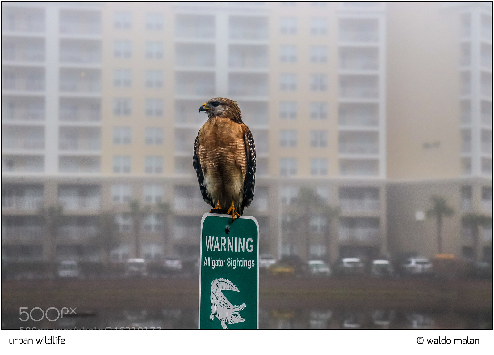 Canon EOS 800D (EOS Rebel T7i / EOS Kiss X9i) sample photo. Urban wildlife photography