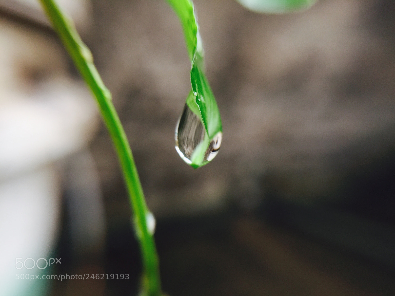 Apple iPhone 6 sample photo. Droplet photography