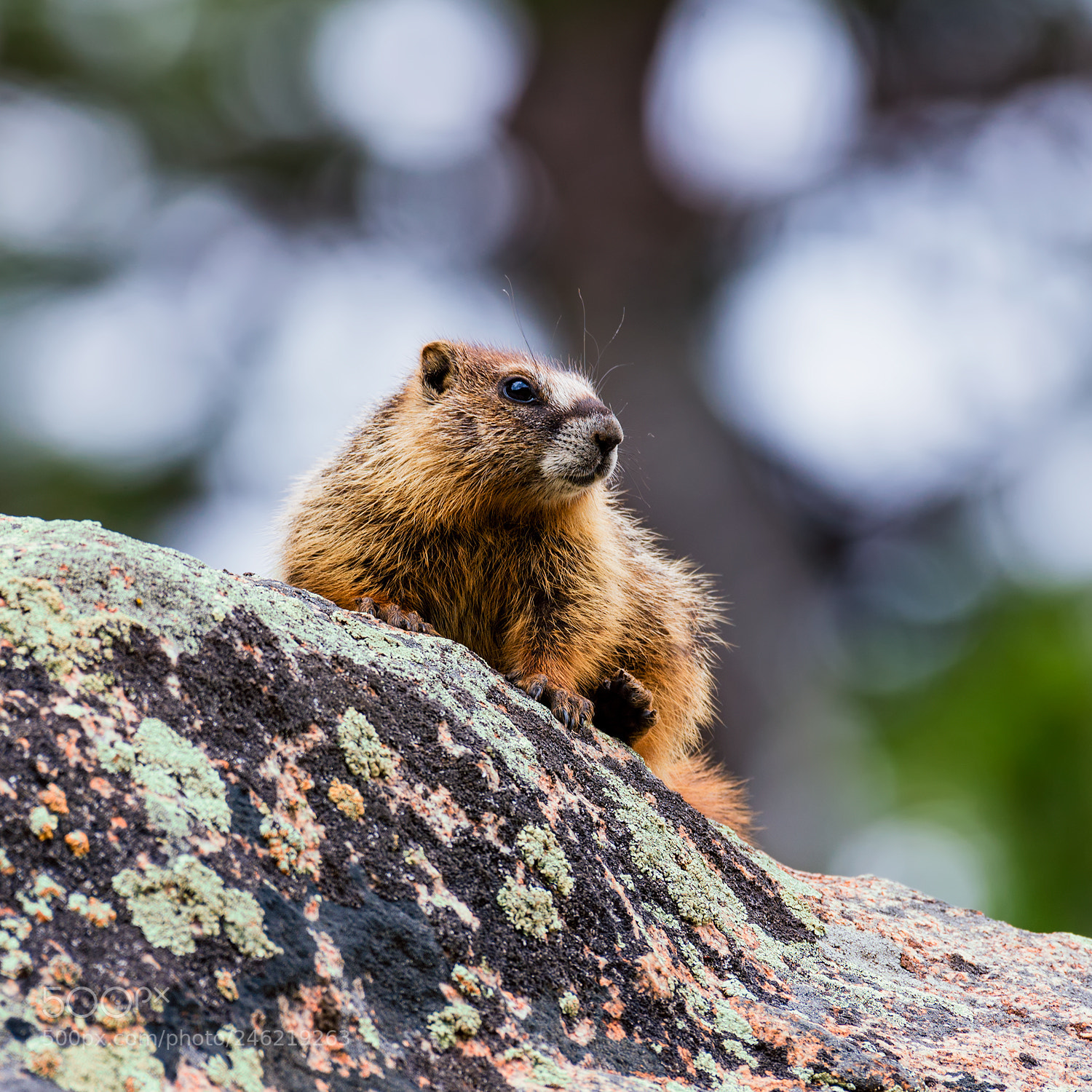 Nikon D600 sample photo. Juvenile marmot in rocky photography