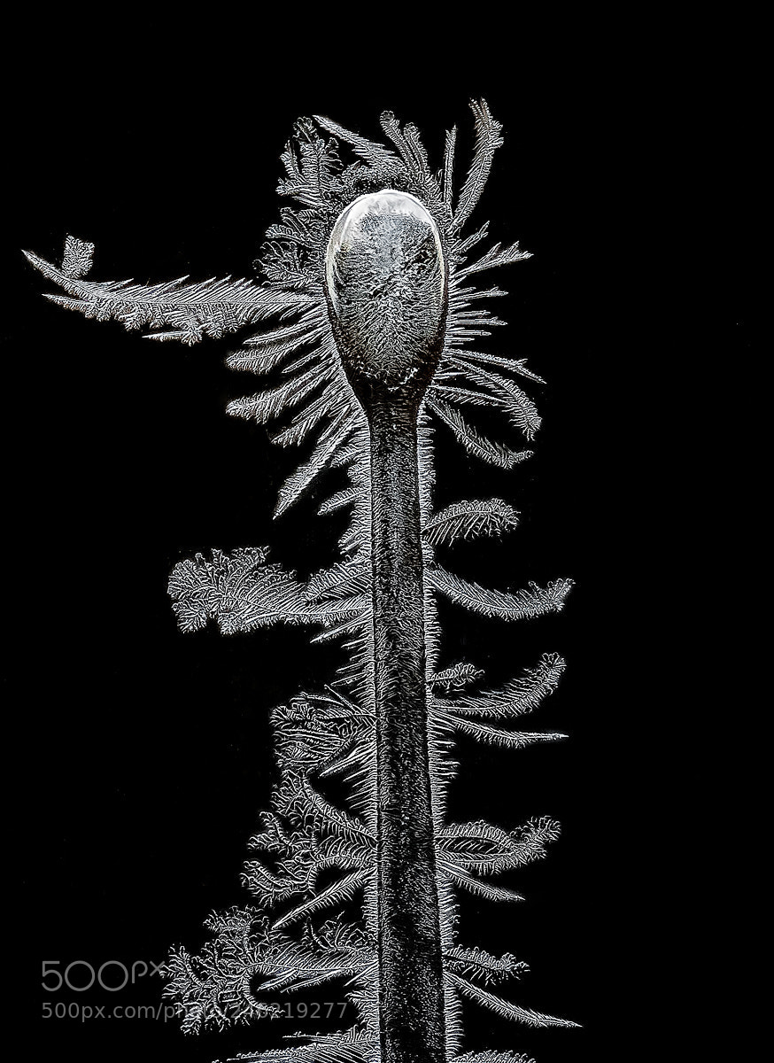 Nikon D300 sample photo. Frosted patterns on the photography