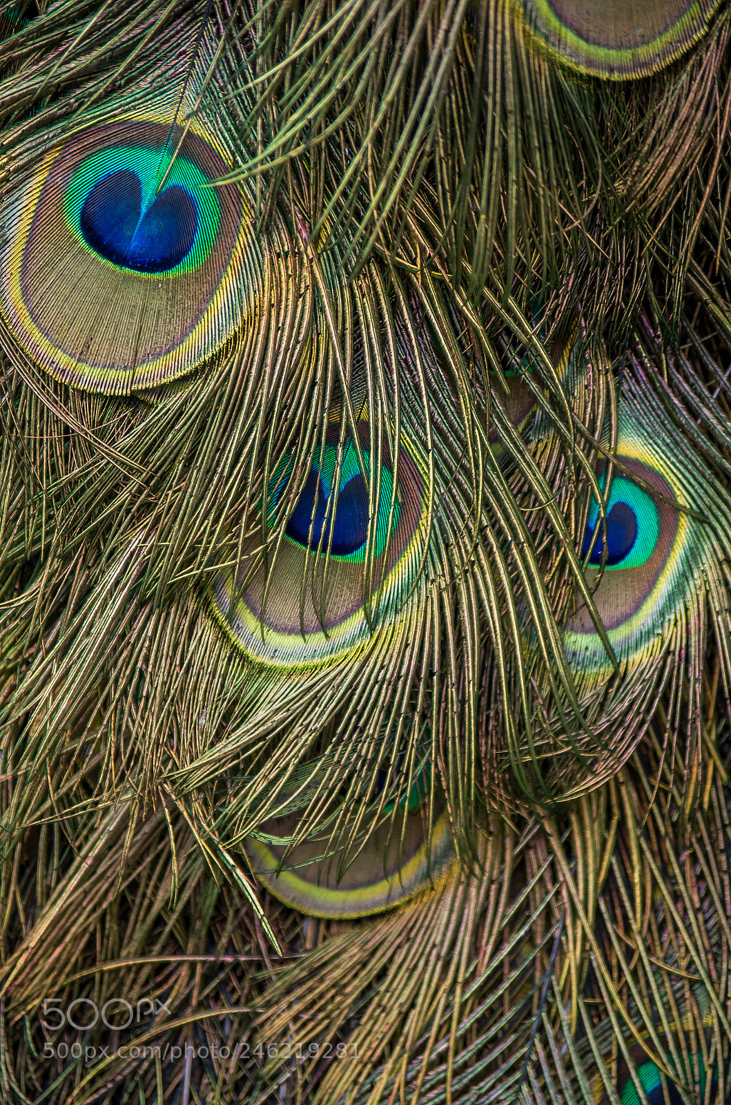 Pentax K-50 sample photo. Golden feathers photography