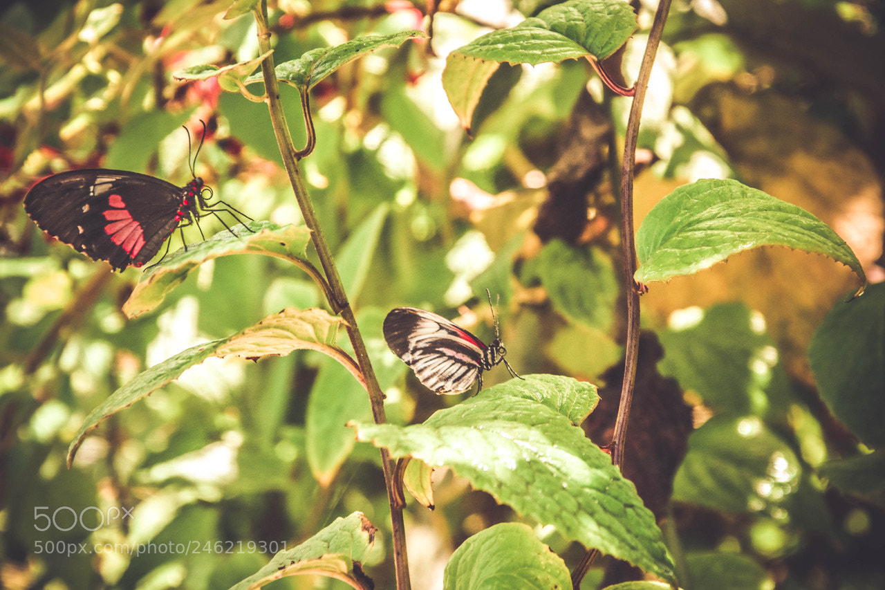 Nikon D7200 sample photo. Butterfly.. photography