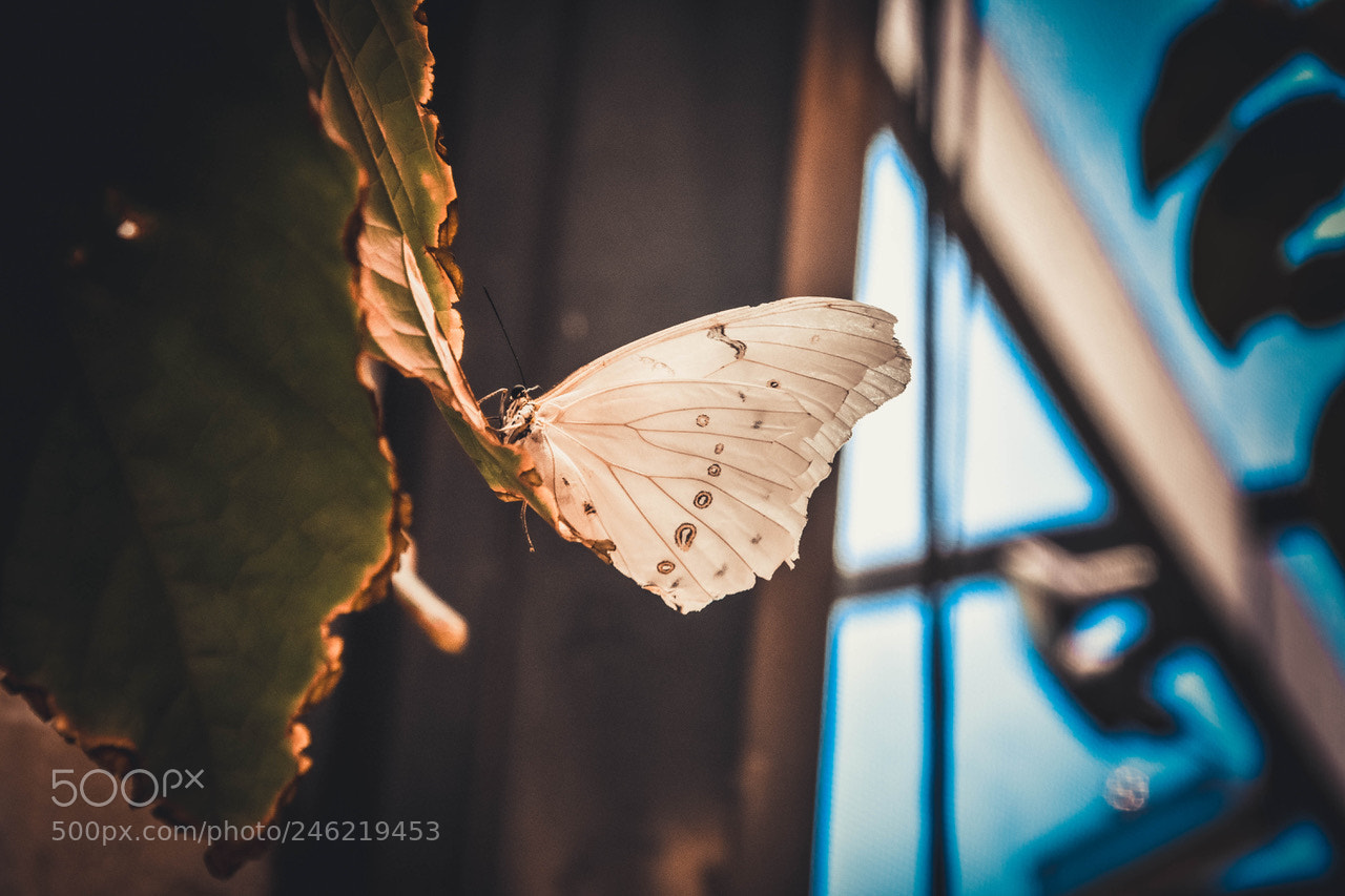 Nikon D7200 sample photo. Butterfly. photography