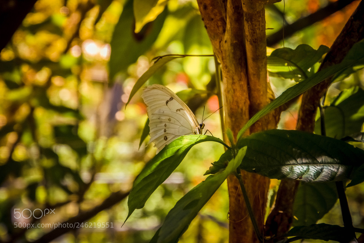 Nikon D7200 sample photo. Butterfly photography