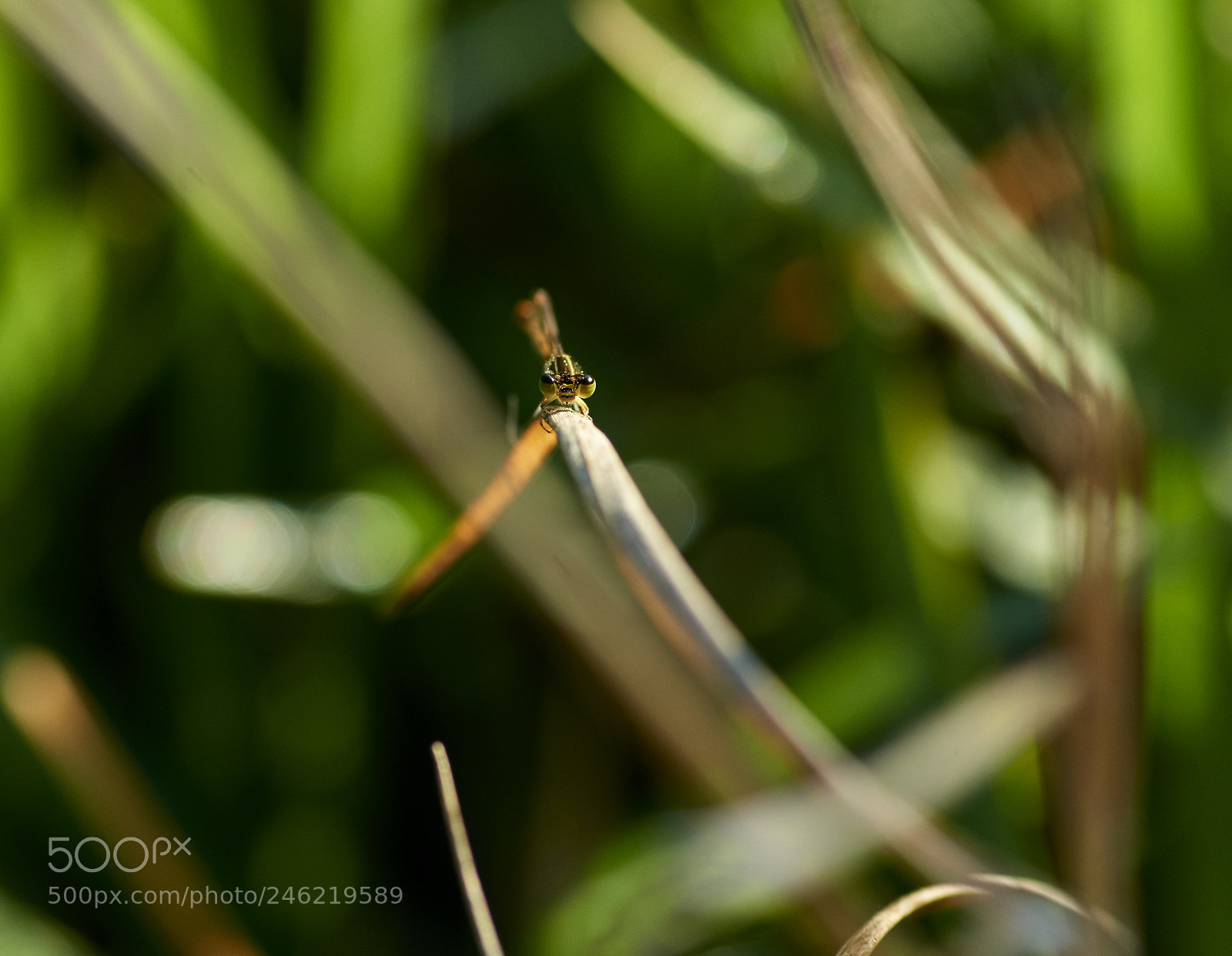 Nikon D800E sample photo. Bug-eyed photography