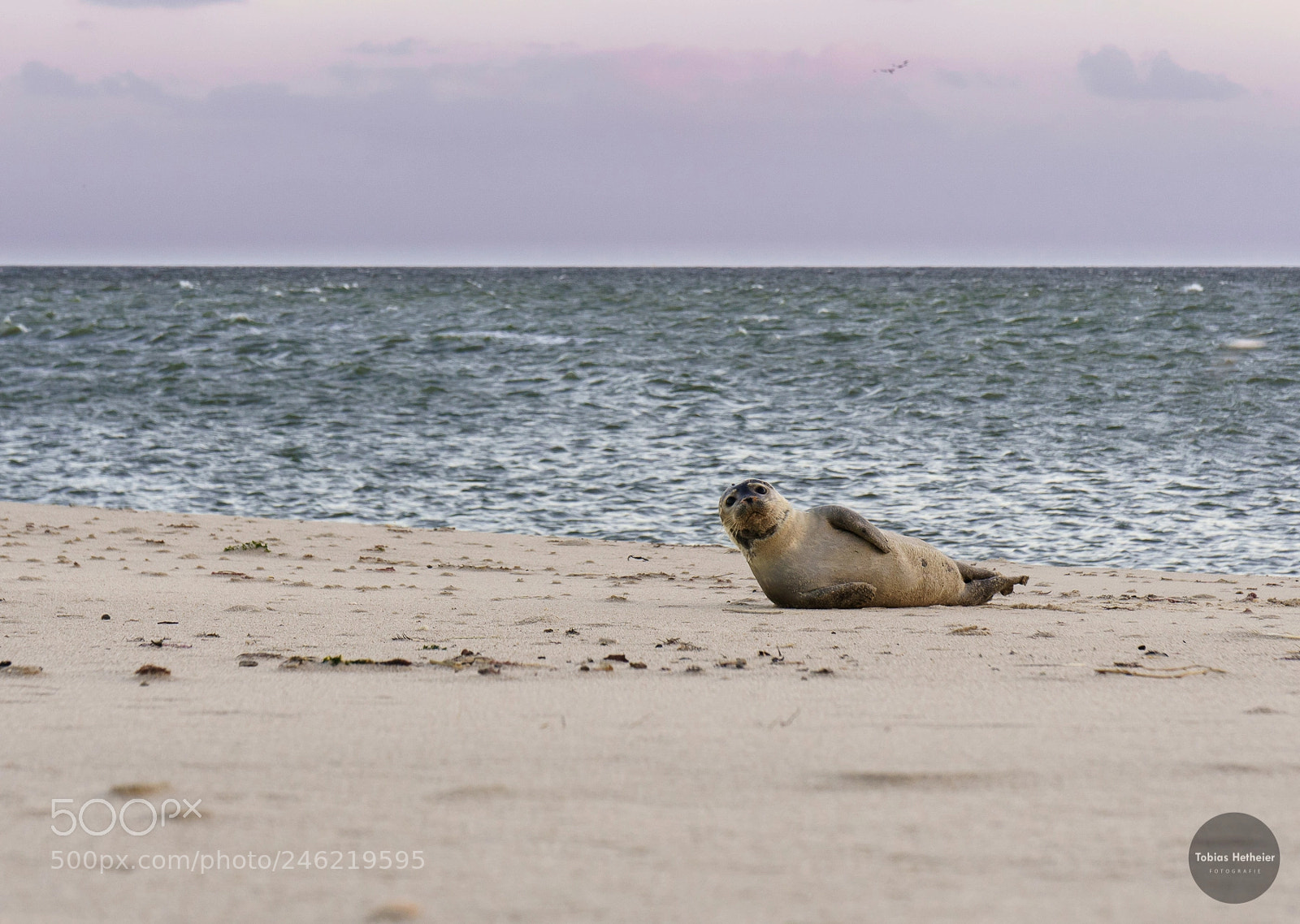 Sony a6300 sample photo. Resting seal photography