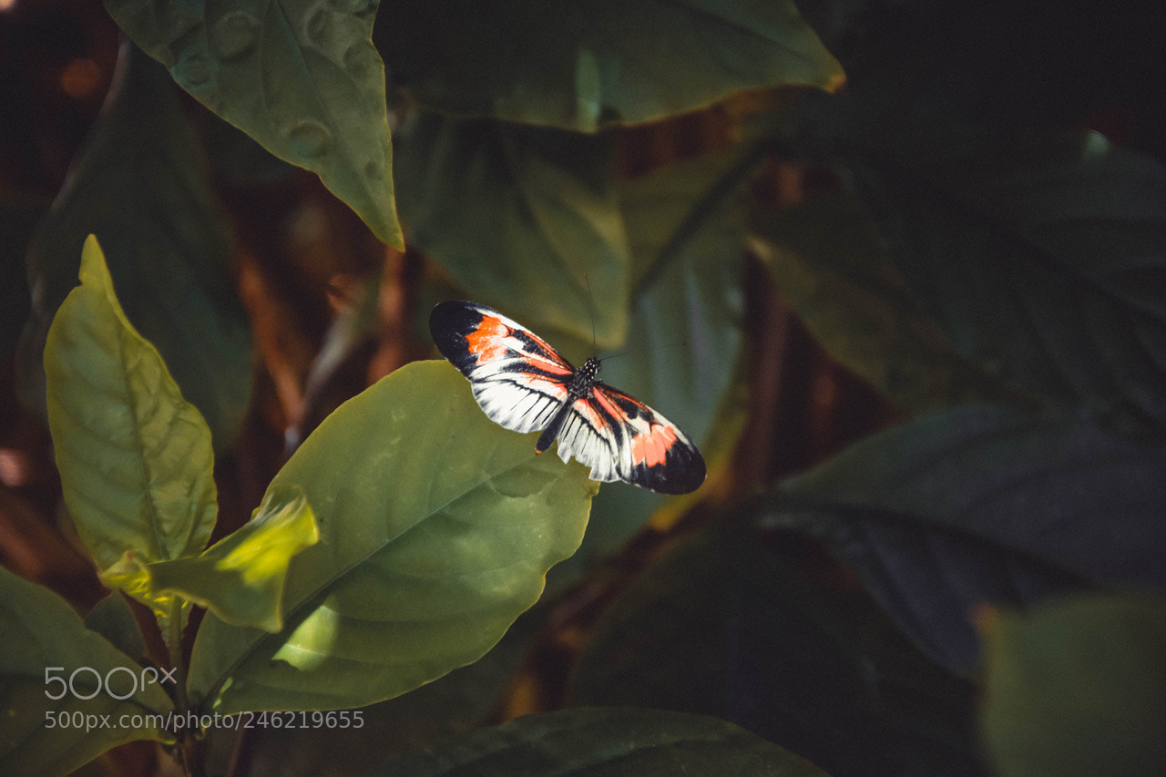 Nikon D7200 sample photo. Butterfly photography