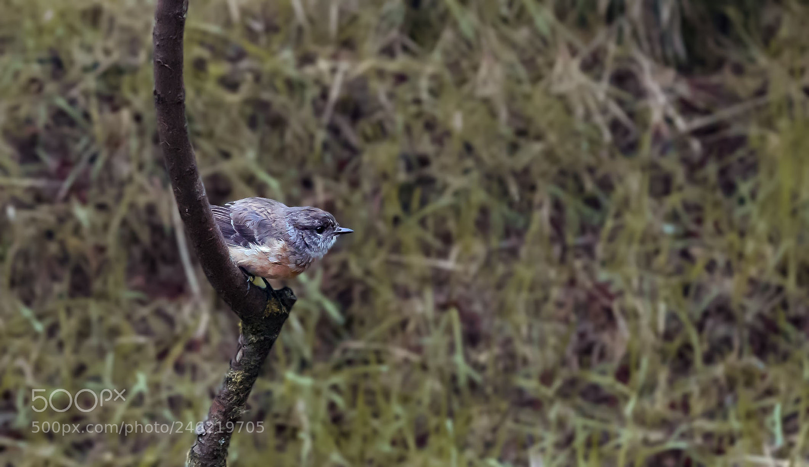 Sony a7S II sample photo. Tek tek (saxicola tectes) photography