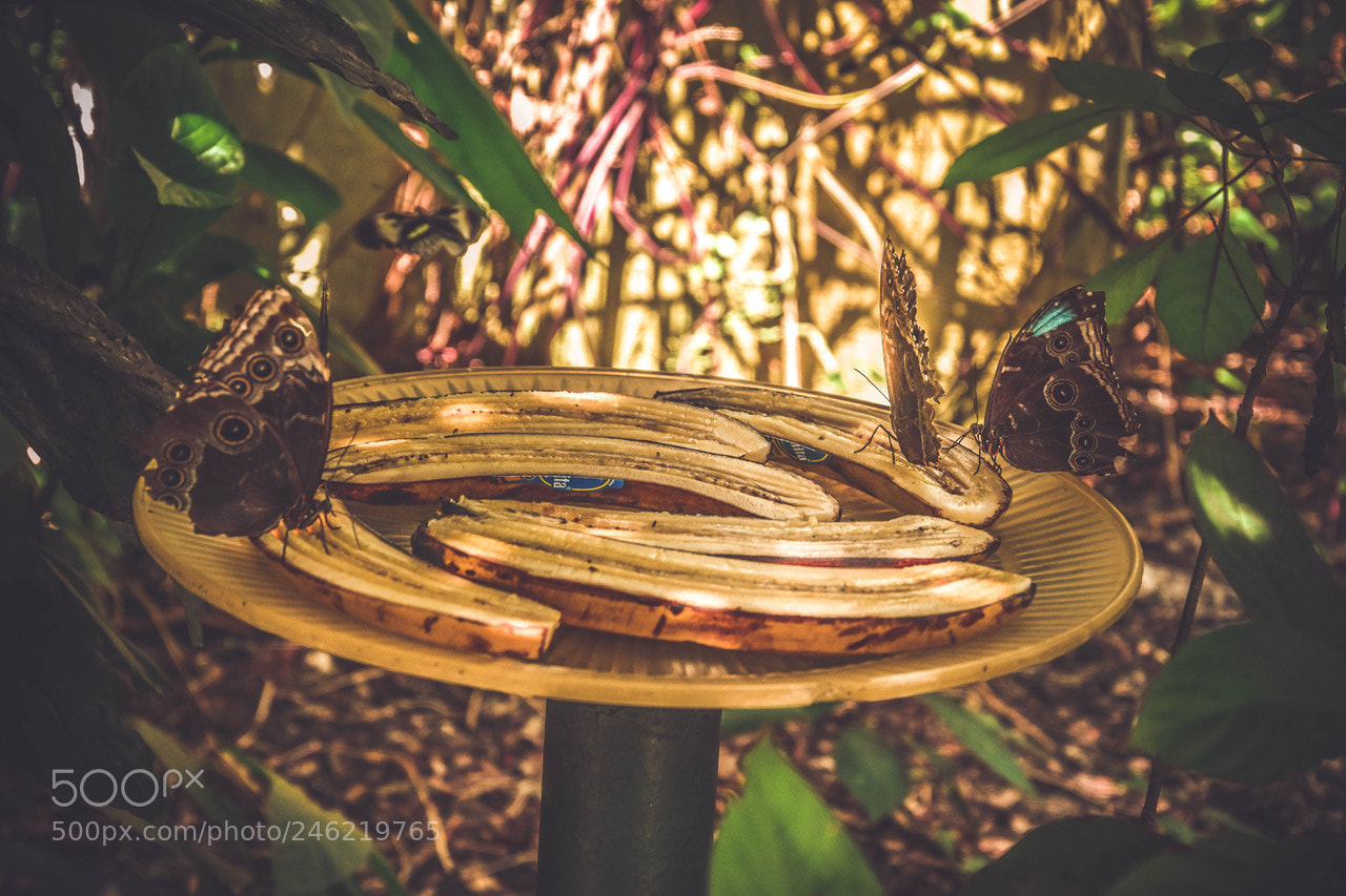 Nikon D7200 sample photo. Butterfly photography