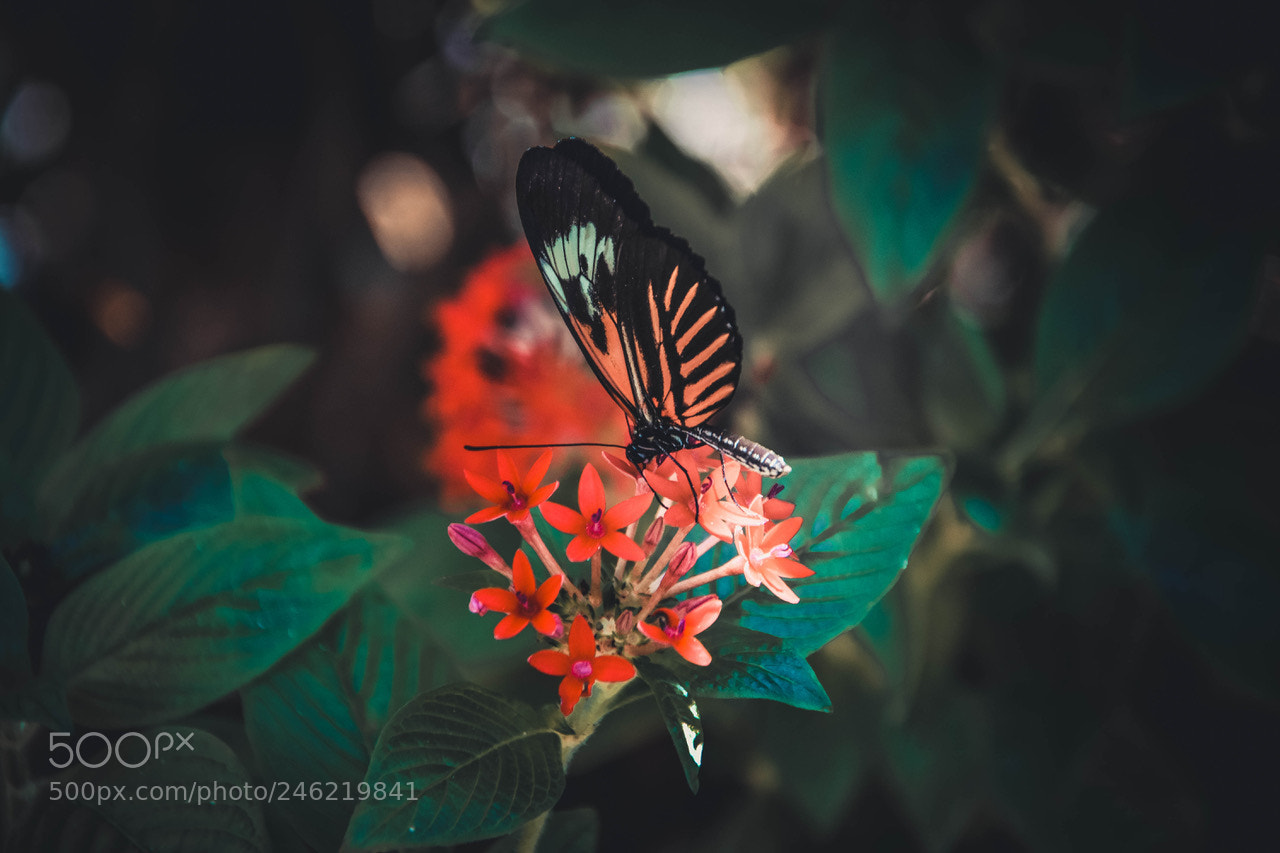 Nikon D7200 sample photo. Butterfly photography