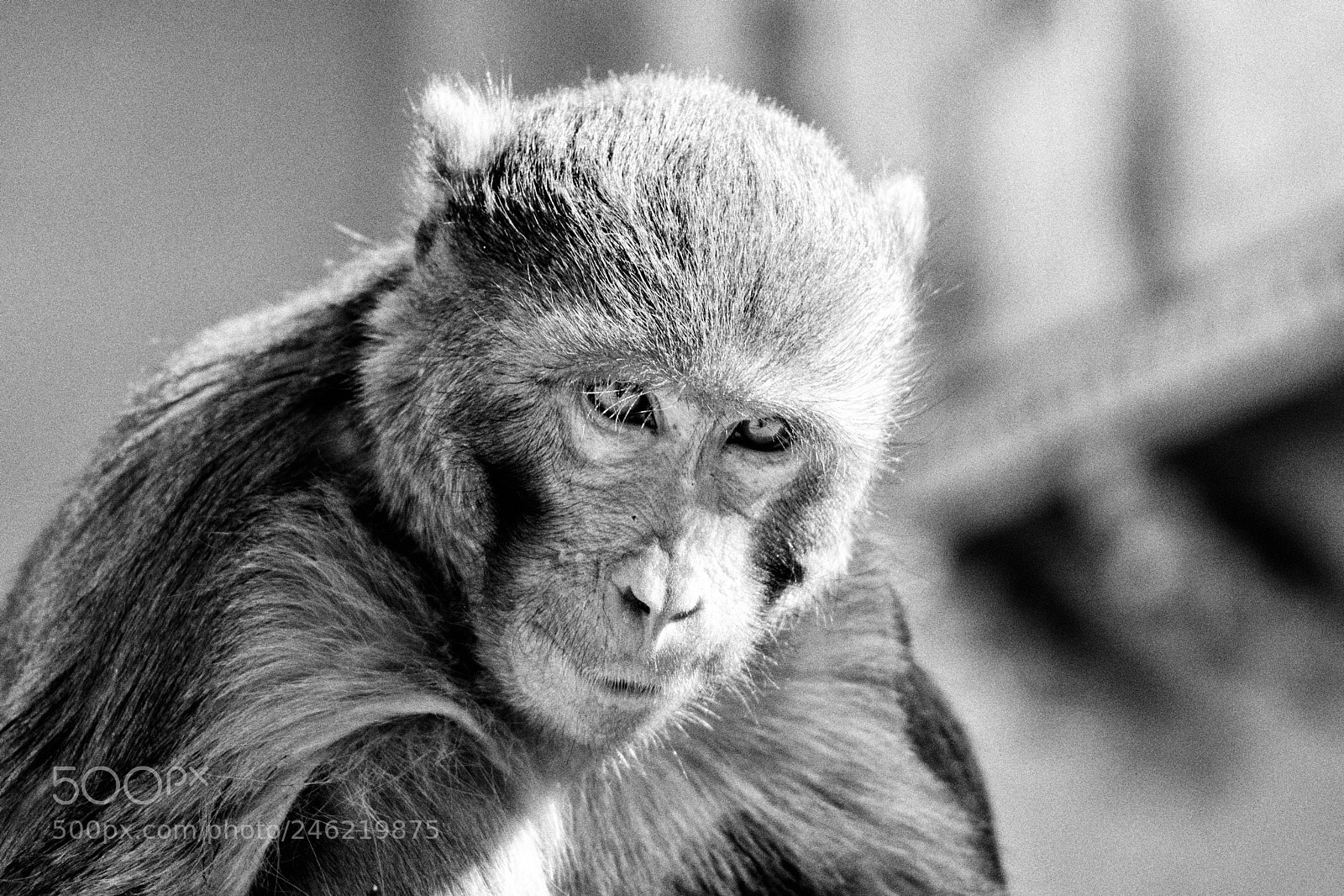 Canon EOS 760D (EOS Rebel T6s / EOS 8000D) sample photo. Monkey look photography