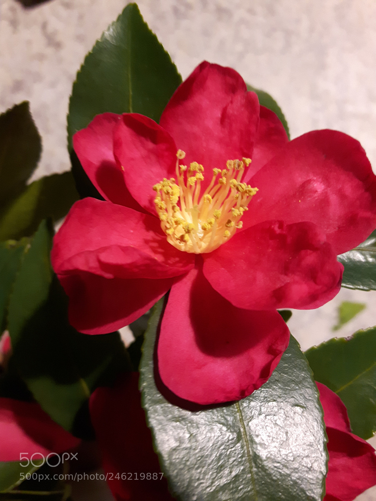 Samsung Galaxy S5 Neo sample photo. Red passion photography