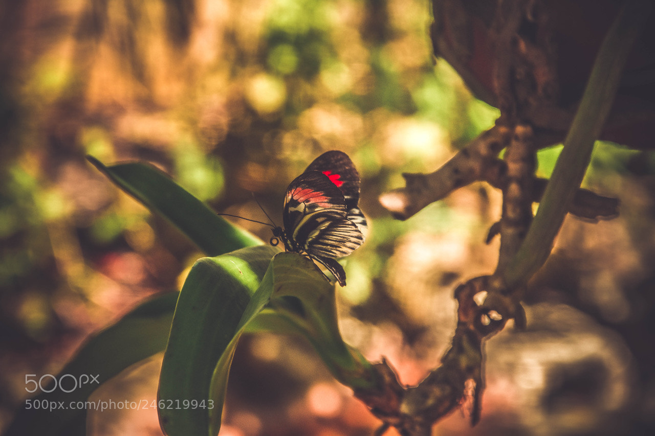 Nikon D7200 sample photo. Butterfly photography