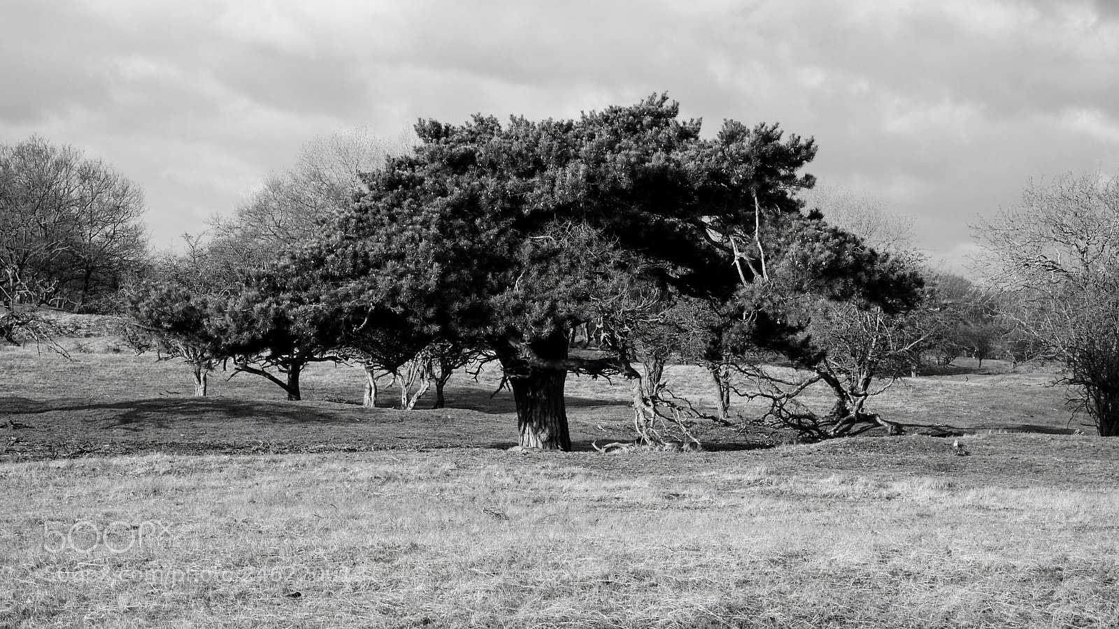 Olympus OM-D E-M10 II sample photo. Tree photography