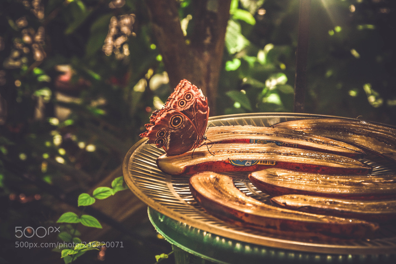 Nikon D7200 sample photo. Butterfly photography