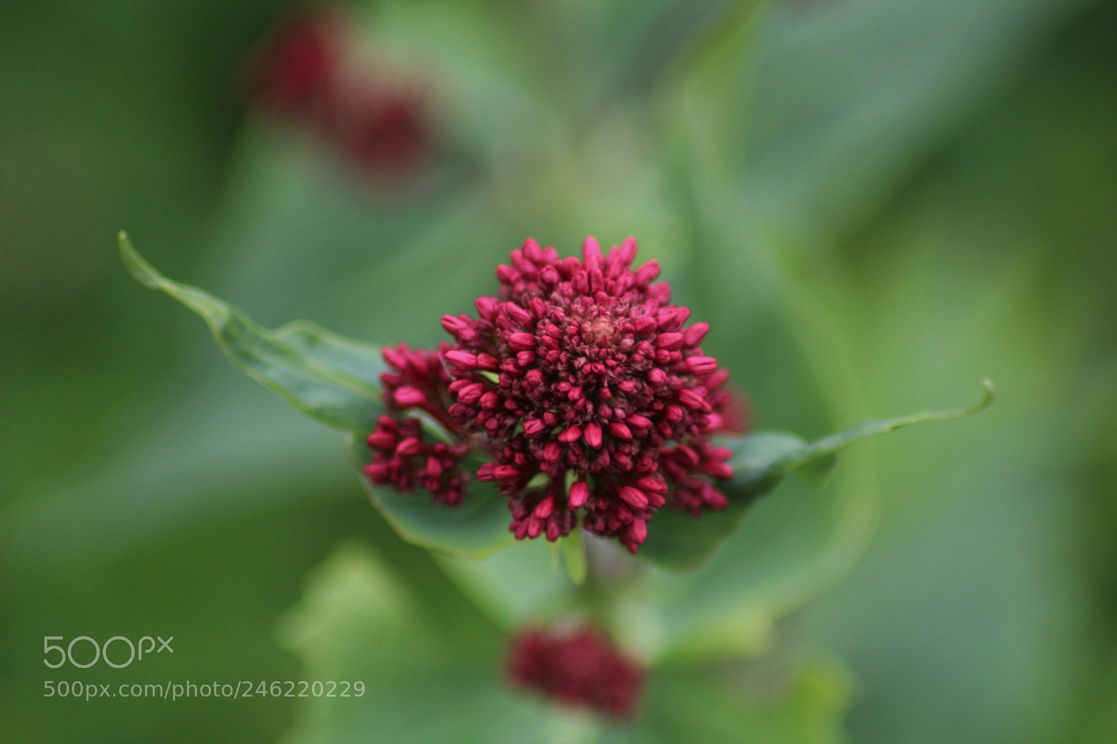 Canon EOS 1300D (EOS Rebel T6 / EOS Kiss X80) sample photo. Flower photography