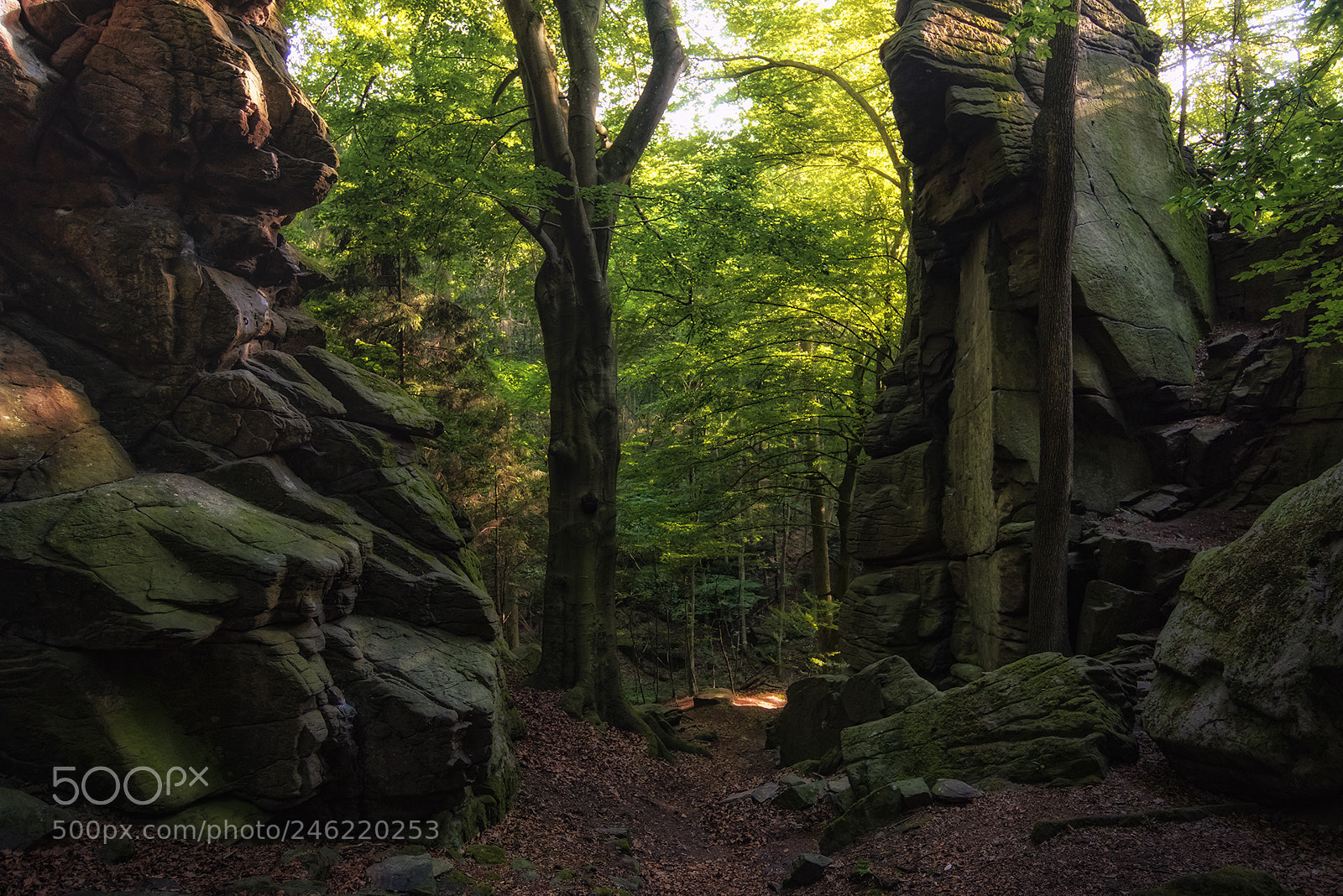 Nikon D810 sample photo. Forest scenes (17) photography