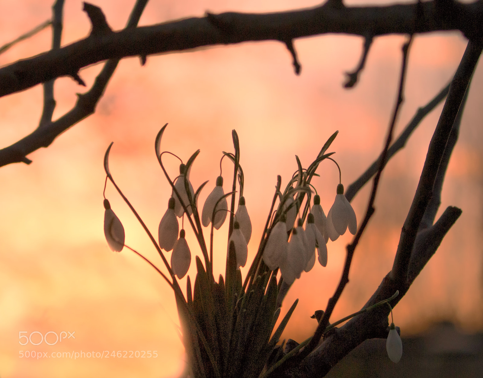 Canon EOS 70D sample photo. Snowdrops at sunset photography