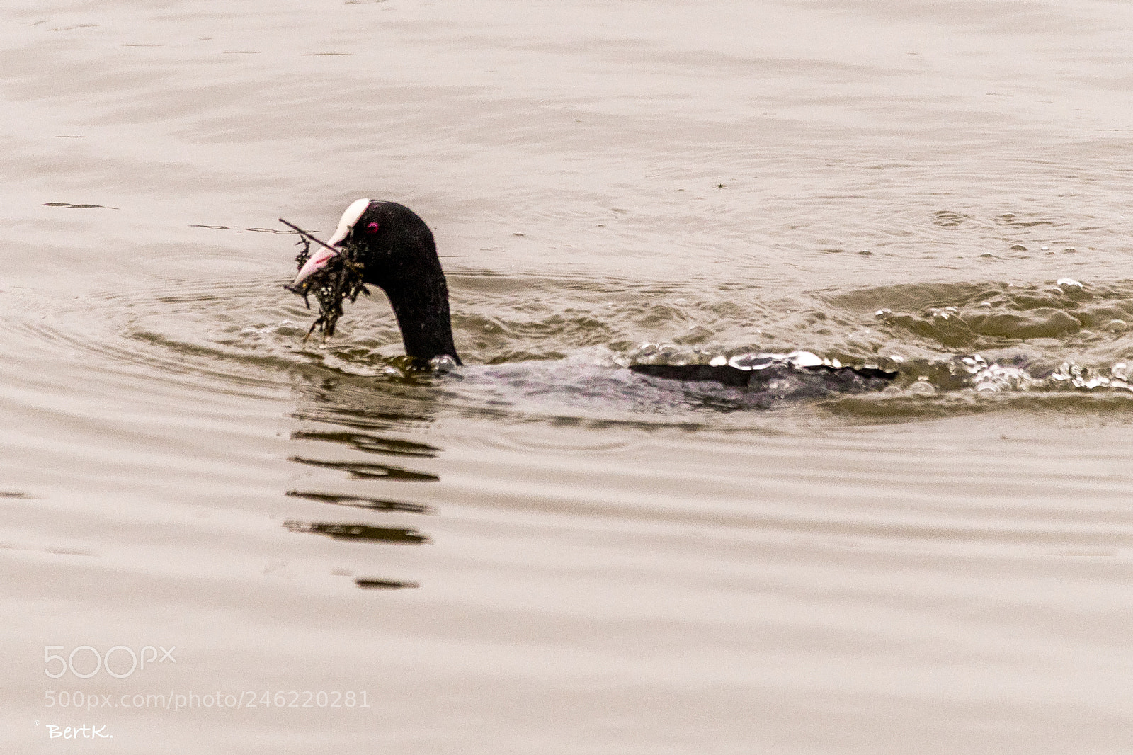 Nikon D500 sample photo. Moorhen playing submarine. photography