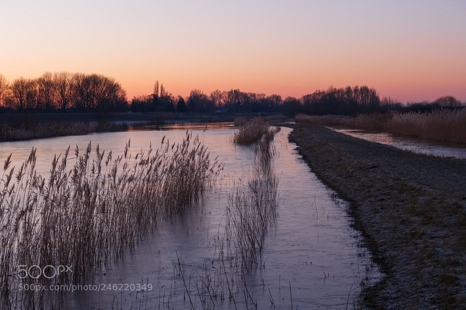 Canon EOS 700D (EOS Rebel T5i / EOS Kiss X7i) sample photo. Morning red reed photography