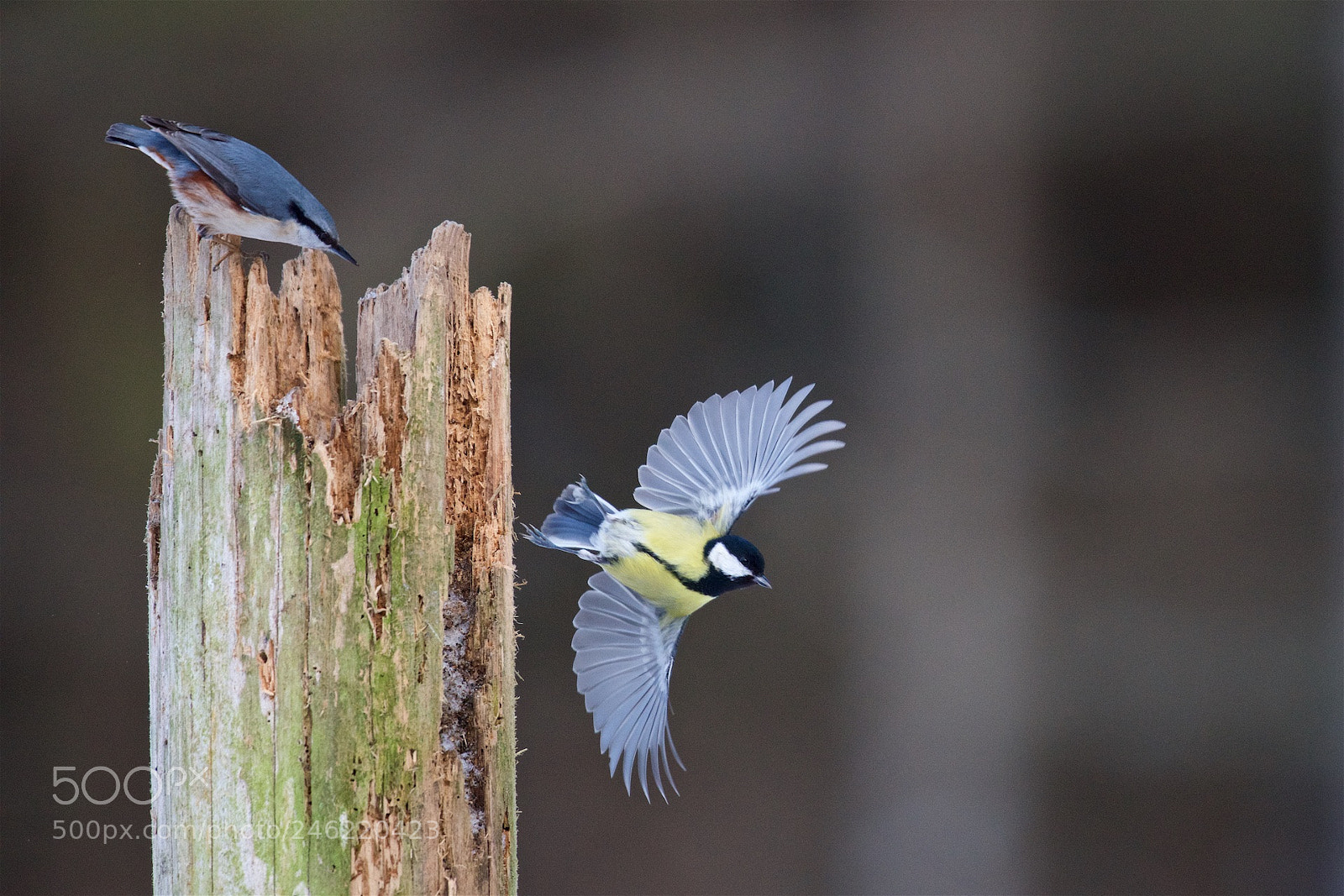Nikon D810 sample photo. One bird looks angry. photography